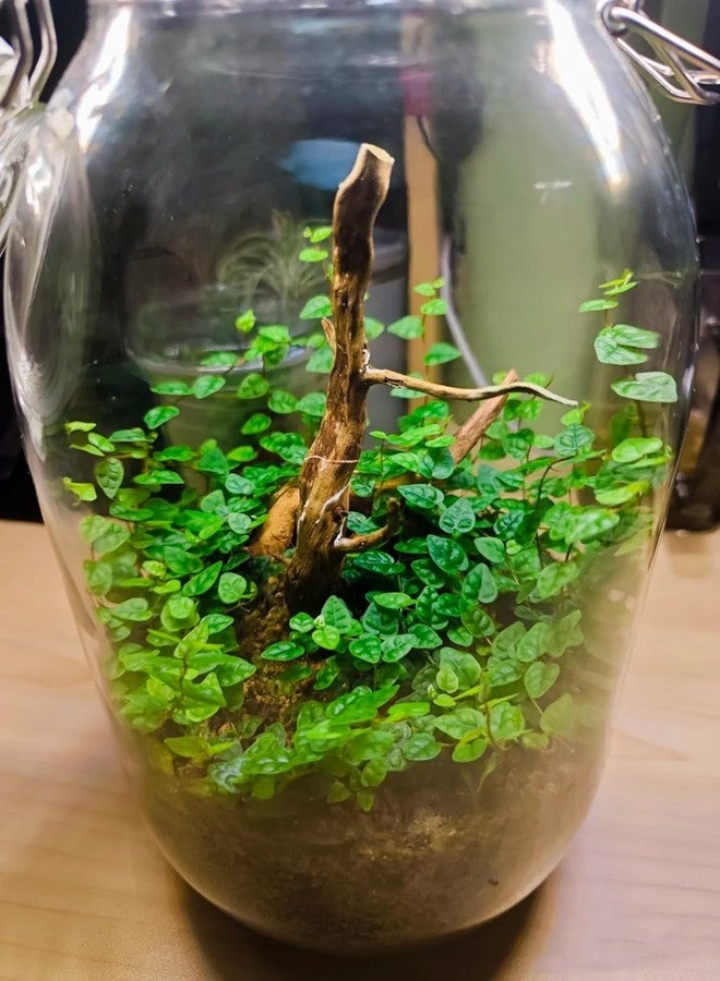 Zhuluck 1Pc Natural Aquarium Driftwood Branches Wood Aquarium Trunk Driftwood Tree Fish Tank Log Decoration Plant Stump, Aquarium Decoration Wood Aquarium Thematic Ornaments Aquarium Accessories (8-10cm) - Image 4